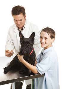 兽医给一个男孩的Scotty狗打了一针图片