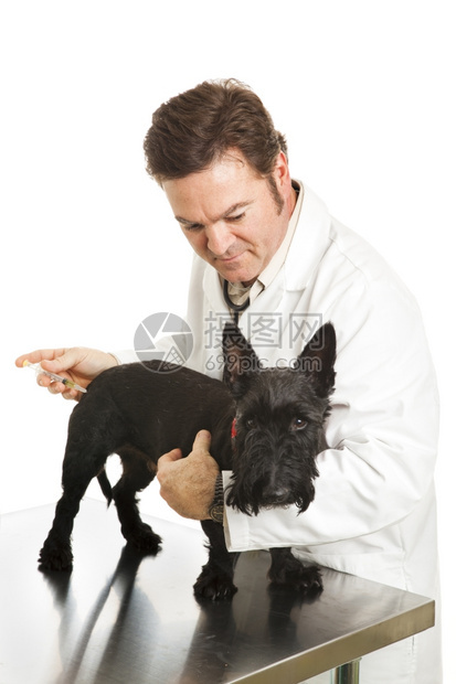 Scotty狗看起来很不开心因为兽医给她接种了疫苗图片