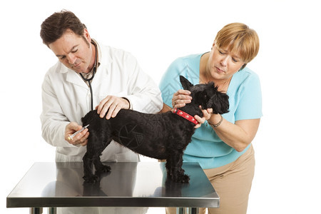 狗主人在兽医试镜时安慰她的斯科蒂孤立在白色上图片