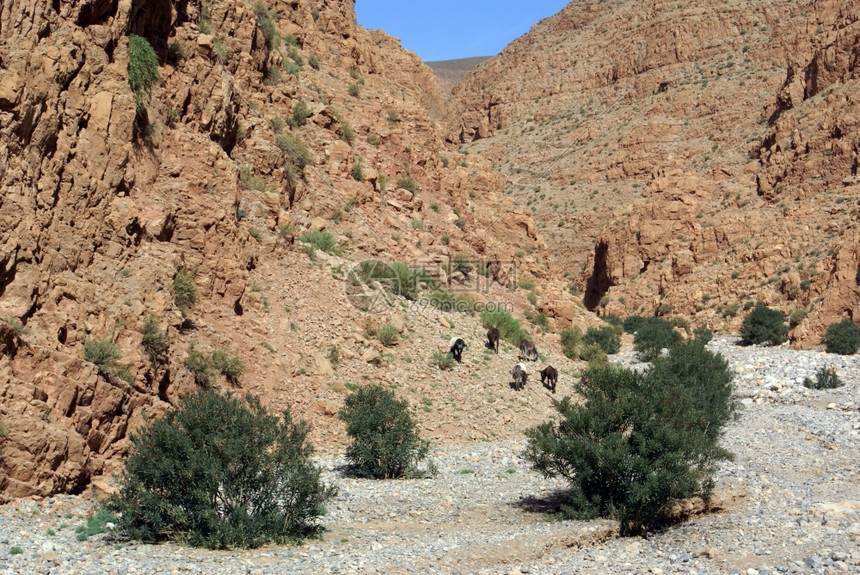 摩洛哥峡谷的驴子图片