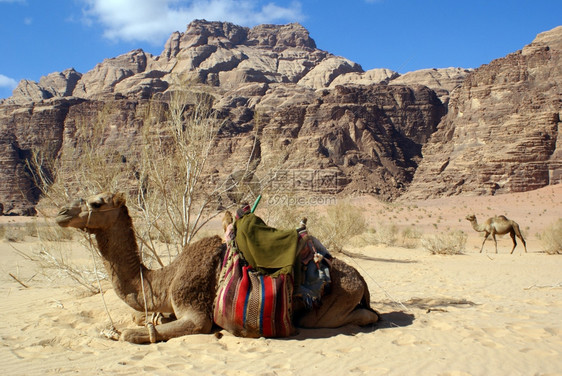 在约旦瓦迪鲁姆的两个骆驼灌木和山丘图片