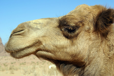 约旦WadiRum沙漠大骆驼头目图片