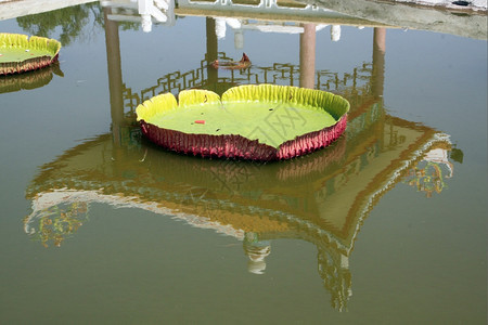 泰国NakhonSavan寺庙池塘表面的大绿叶图片