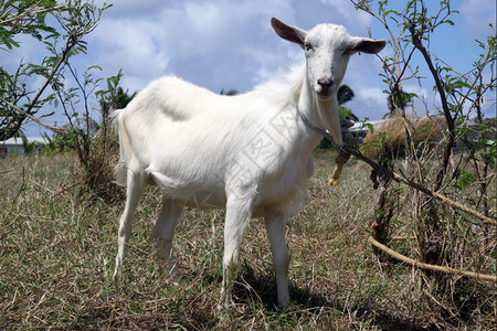 巴多斯草地上的小白山羊图片