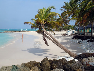 巴多斯岛有海滩树和棕榈图片