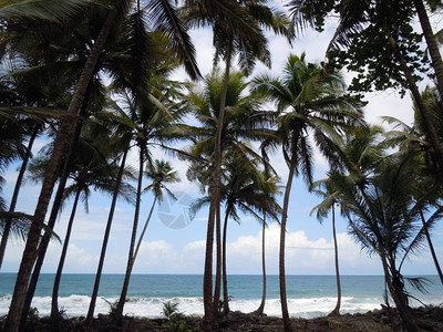 多米尼加勒比岛海岸棕榈树图片