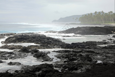 萨摩亚沿海黑熔岩和棕榈树图片
