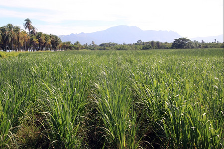 斐济纳迪附近海岸的甘蔗种植园和棕榈树背景图片