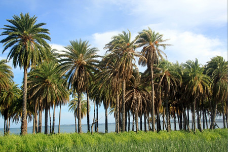 斐济纳迪附近棕榈树和甘蔗田背景图片