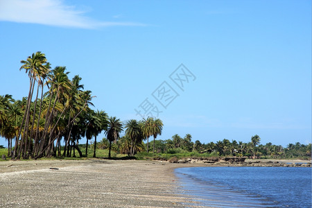 斐济纳迪附近海滩上的棕榈树背景图片