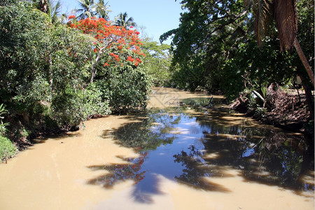 斐济热带森林中含棕河和水的斐济热带森林图片