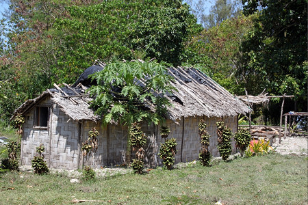 瓦努阿图Efate岛森林附近的Hut和木瓜树图片