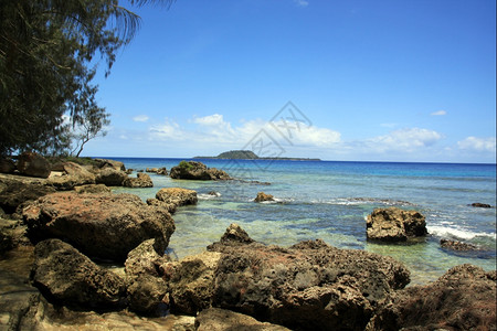 树图瓦努阿图Efate岛海滩上的岩石和树背景
