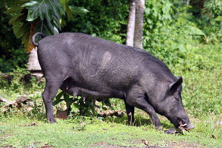 萨摩亚瓦伊岛的黑猪和树图片