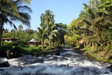 萨摩亚乌波卢岛的河流和棕榈树图片