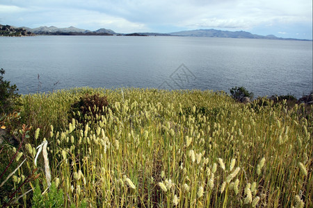 玻利维亚索尔岛上田地小麦图片