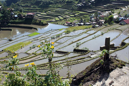 Banaue附近巴塔德的十字水和稻田图片