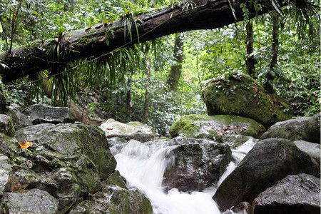 马来西亚婆罗洲沙巴Kinabalu公园雨林的河流图片