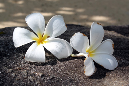 在斯里兰卡的石头上树下两朵木兰花图片