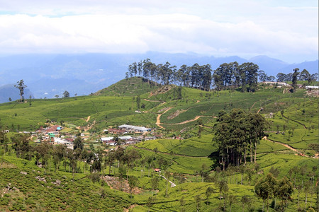 斯里兰卡山丘上的村庄和茶叶种植园图片