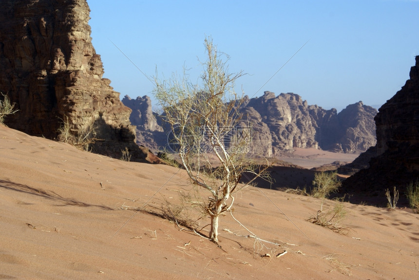 约旦瓦迪伦姆沙漠的灌木和山丘图片