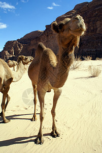 约旦瓦迪鲁姆山沙漠附近的骆驼图片