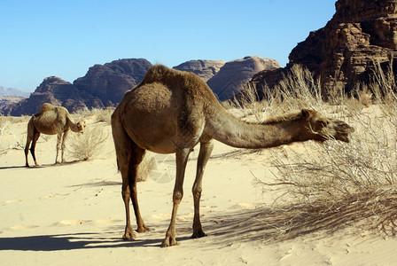 约旦WadiRum沙漠的两个骆驼和灌木丛图片