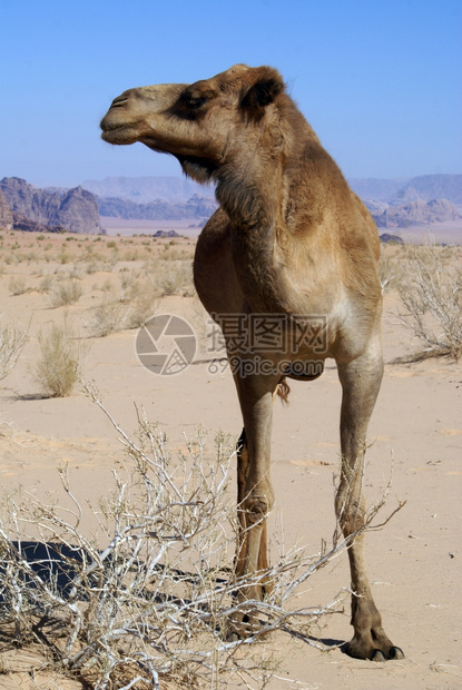 约旦瓦迪鲁姆沙漠滩上的骆驼图片