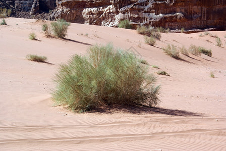 约旦WadiRun沙漠中的绿灌和红沙图片