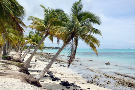 萨摩亚瓦伊岛白沙滩上的棕榈树图片