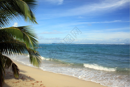 萨摩亚瓦伊沙滩上的棕榈树图片