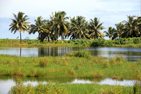 萨摩亚瓦伊岛棕榈树草和湖泊图片