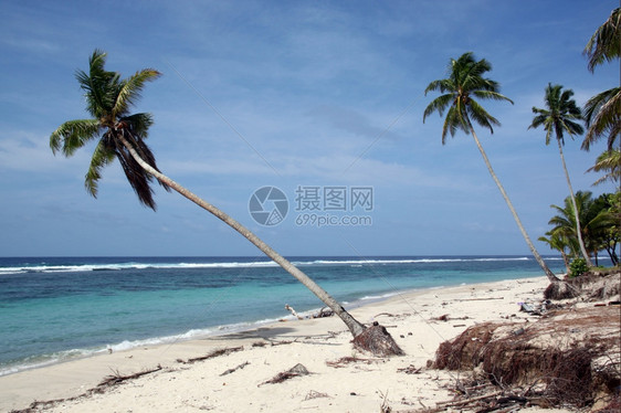 萨摩亚乌波卢海岸白沙滩和棕榈树图片
