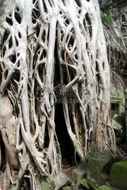 大树根和柬埔寨吴哥TaProm寺庙图片