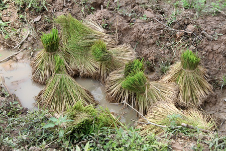 稻田的水土和羊草图片