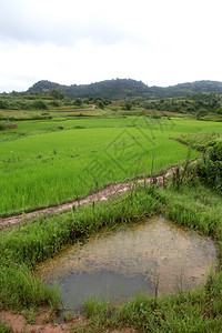 缅甸稻田水池图片