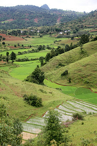 缅甸掸邦山坡上的稻田图片