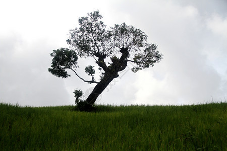 Myabnmar掸泽地的绿草和孤树图片
