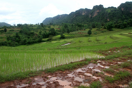 缅甸山坡上的肮脏道路和稻田图片