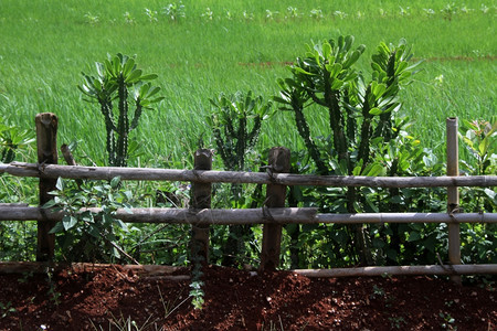 缅甸林木围栏和绿田图片