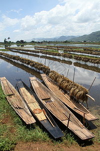 缅甸内尔湖水稻田和渔船图片