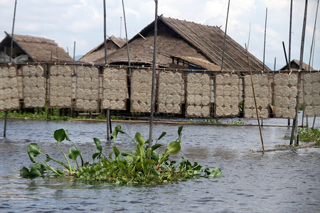 缅甸内尔湖小屋附近的网上大米面条图片