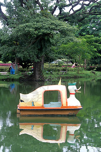 在缅甸仰光公园的湖上鸭子船图片