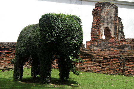 泰国罗布里那赖宫的绿色丛林大象图片