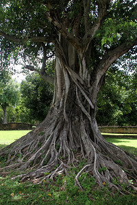 泰国苏霍省WatSiSawaai大树图片