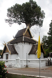 泰国清迈华次隆著名的大树图片
