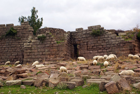 土耳其Behramkale的阿索斯废墟上石墙和绵羊图片