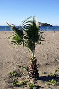 达利扬州伊兹图祖沙滩上的绿棕榈树图片