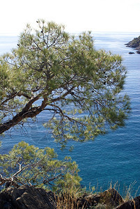 土耳其Oludeniz附近海岸的树木图片