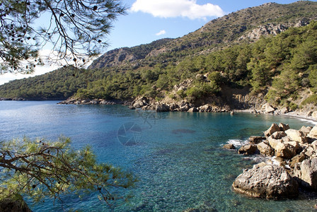 土耳其海岸的岩石和松树图片